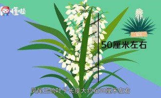 阿贾克斯青年军惊艳，欧冠淘汰赛淘汰皇马